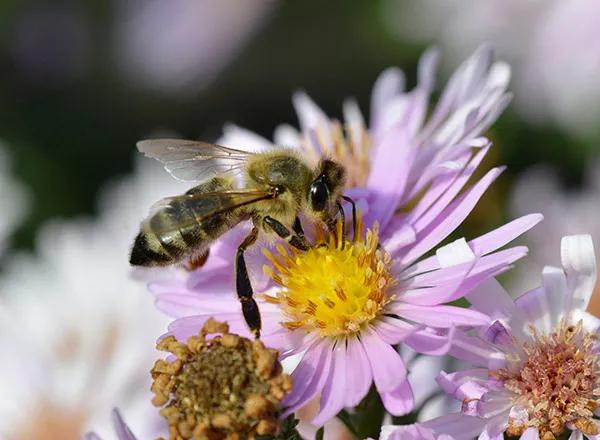 Aster, zvezdan