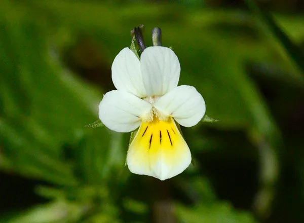 Atlas medonosnog bilja po mesecima