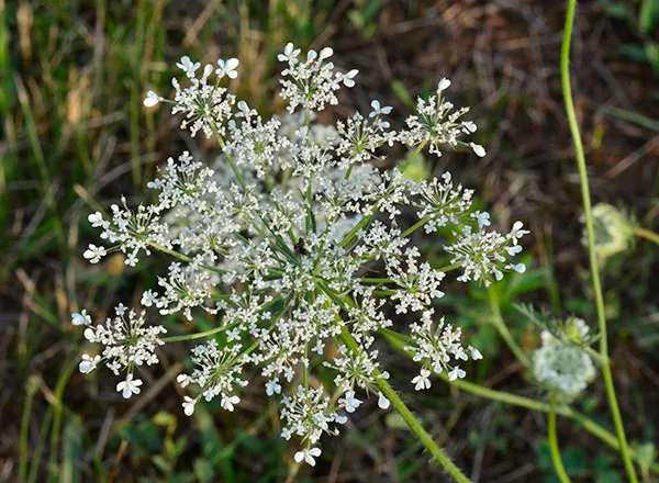 Aster, zvezdan