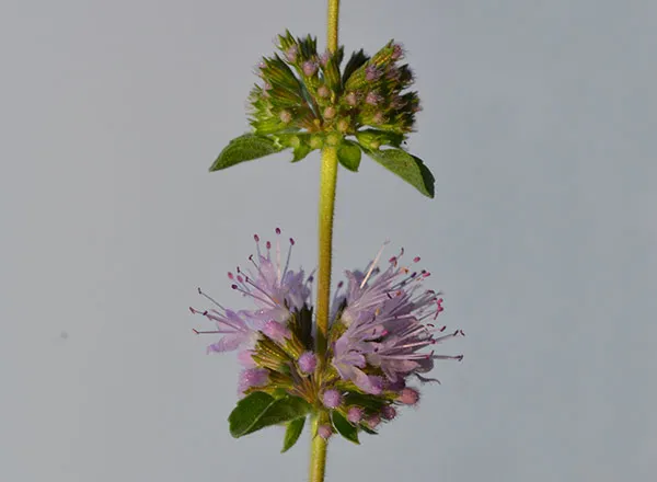 Aster, zvezdan