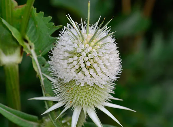 Aster, zvezdan