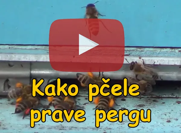 Kako pčele skupljaju polen i prave od njega pergu