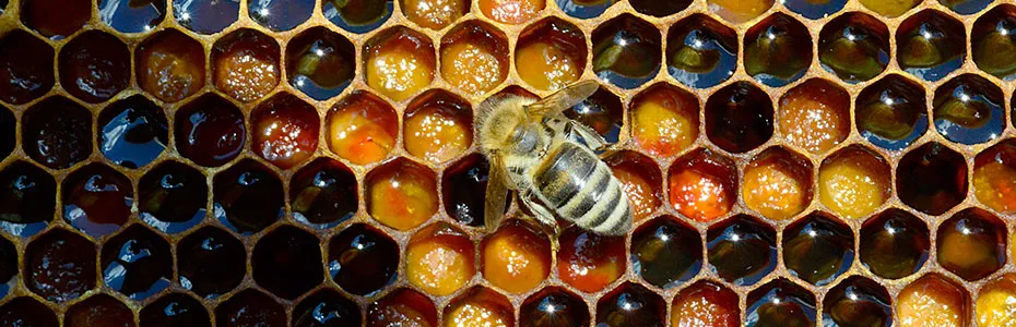 Pčela na saću sa pergom i medom